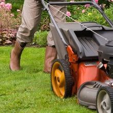 Domestic Garden